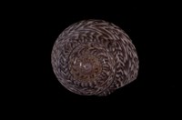 藏品(臺灣䗉螺)的圖片